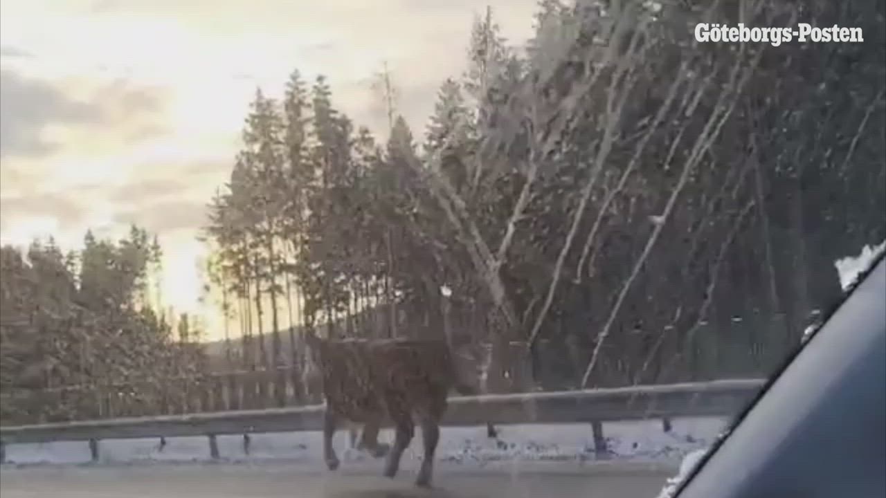 Ko på E6