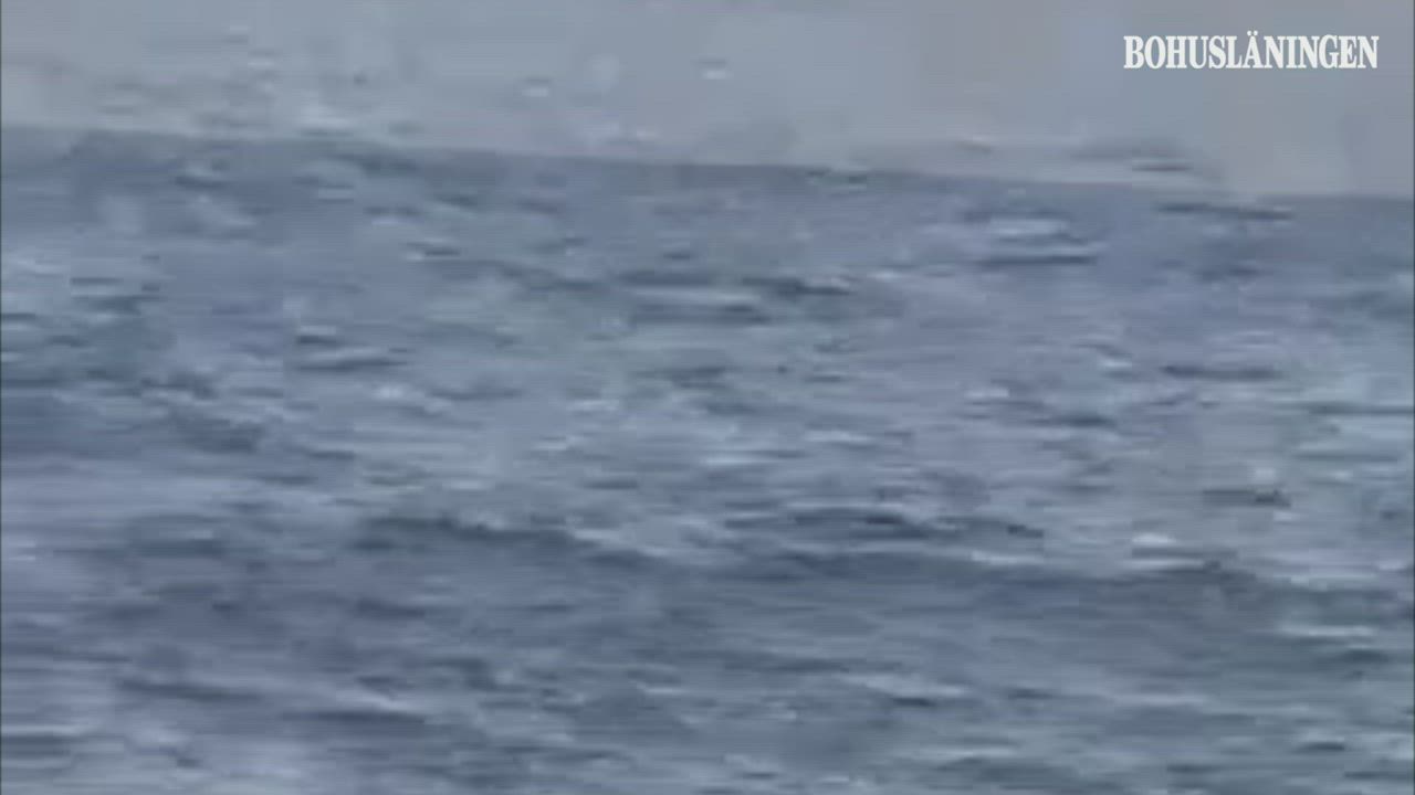Späckhuggare i Lysekil